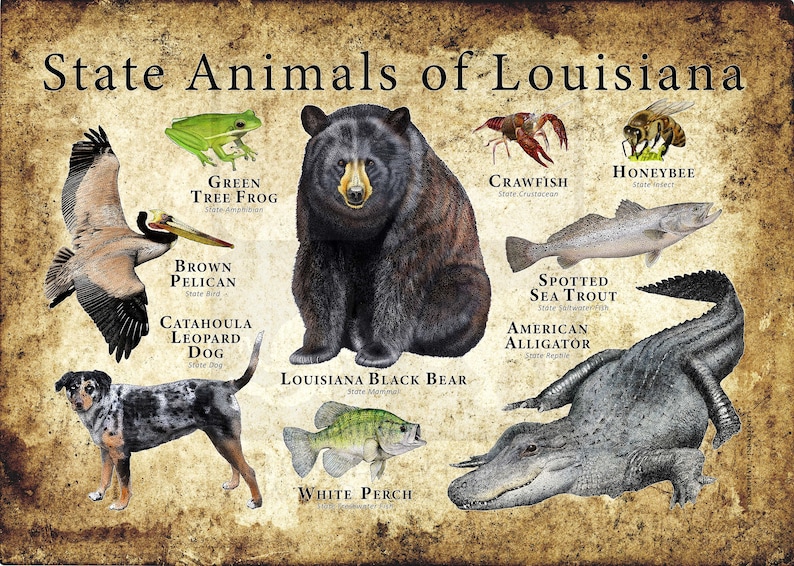 Louisiana State Animals Poster Print Etsy