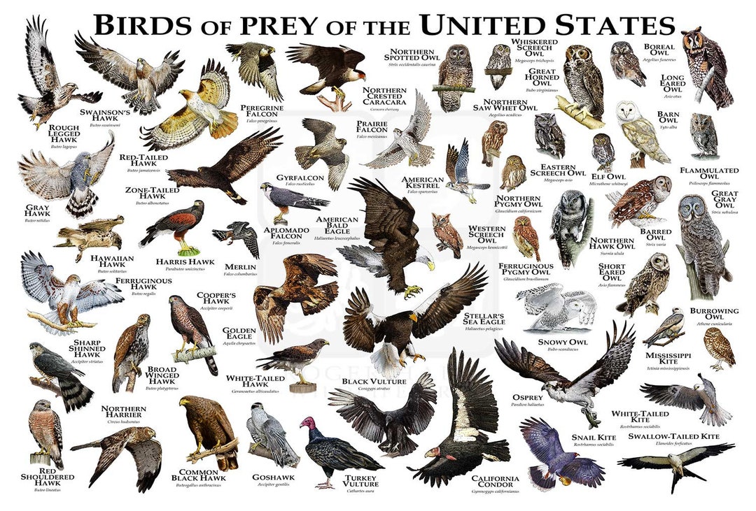 List of Birds - Birds Of Prey - Sticker