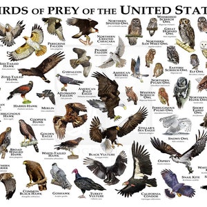 Póster/guía de campo de aves rapaces de los Estados Unidos: ¡FIRMADO POR EL ARTISTA!