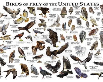 Birds of Prey of the United States - Poster/Field Guide