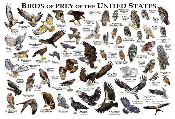 Birds of Prey guide  British birds of prey, Birds of prey, Birds