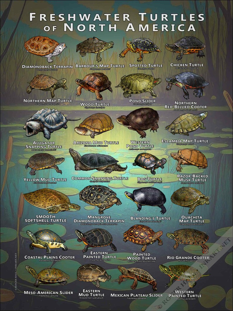 North Turtle Freshwater Turtles of North America Art Print / Field Guide - SIGNED BY ...