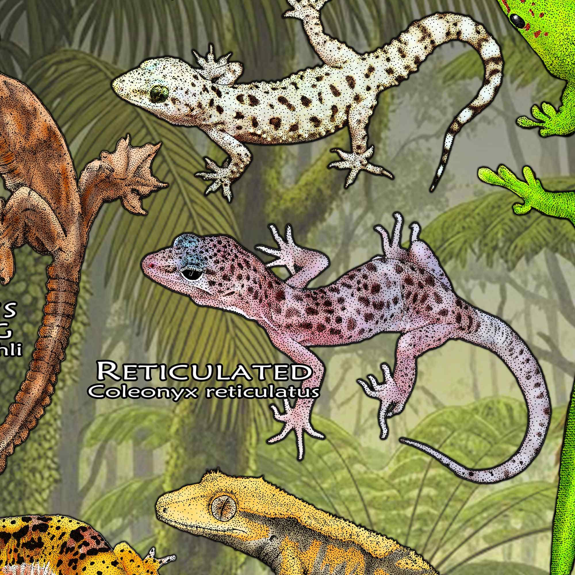 世界のヤモリ ポスタープリント - アーティスト直筆サイン入り - Etsy 日本