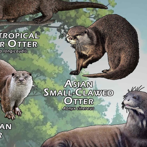 Otters of the World Poster / Field Guide - SIGNED BY ARTIST! - Etsy UK