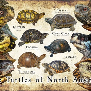 Box Turtles of North America Poster / Field Guide - SIGNED BY ARTIST!