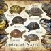 see more listings in the Turtles & Tortoises  section