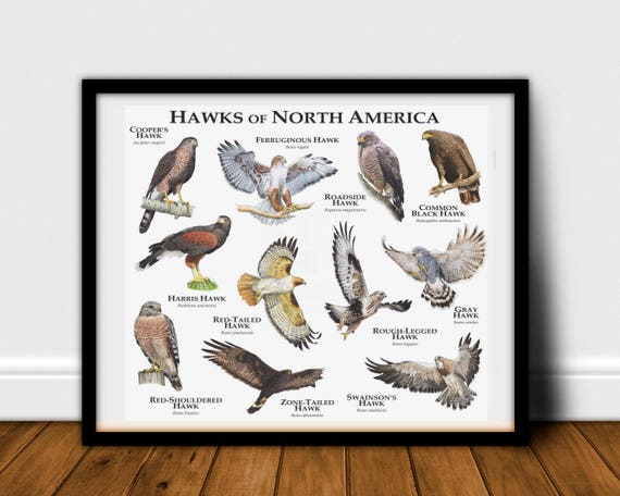 Birds of Prey of North America Giant Poster