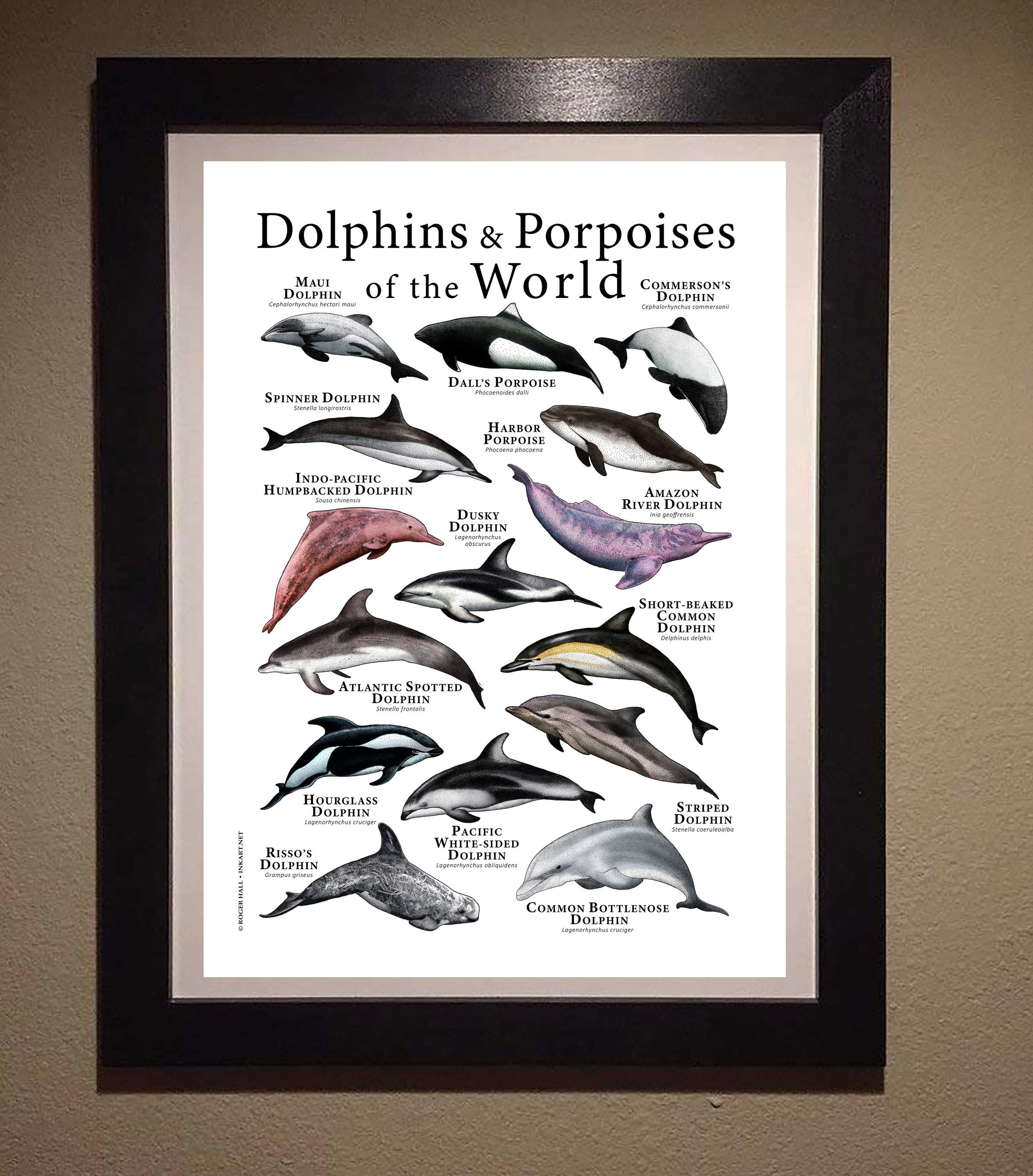世界のイルカとネズミイルカのポスター - アーティストのサイン入り