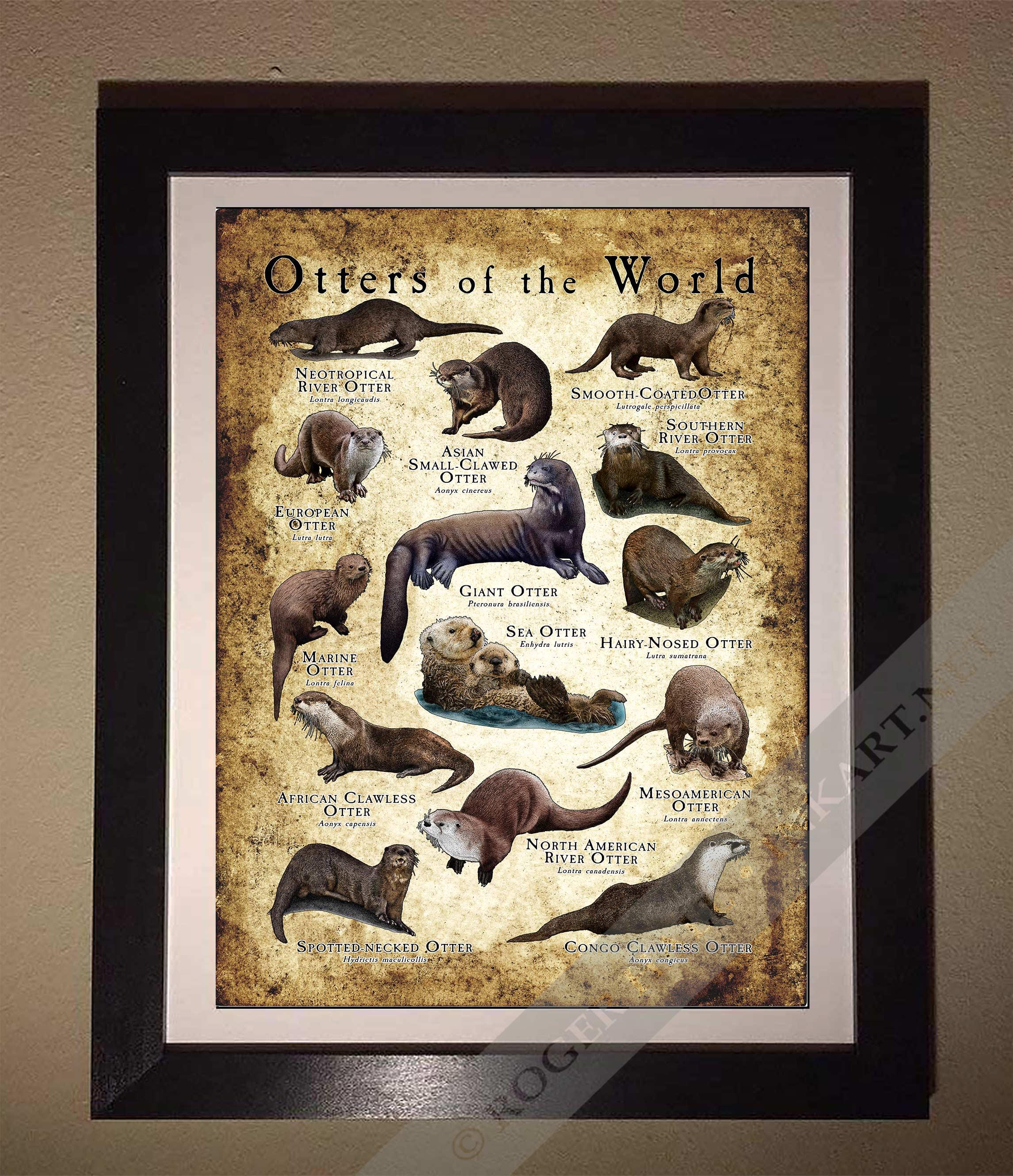 Otters of the World Poster / Field Guide - SIGNED BY ARTIST! - Etsy