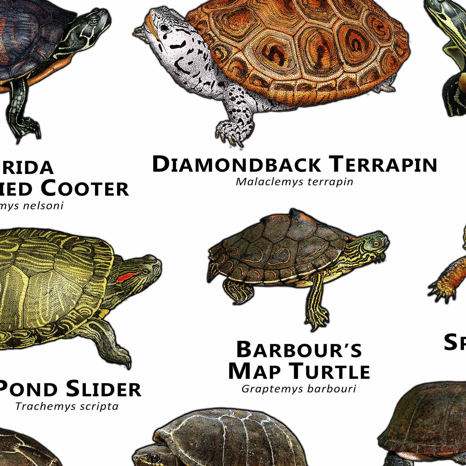Turtle Picture Guide Freshwater Turtles of the Southeastern US Art Print / Field Guide ...