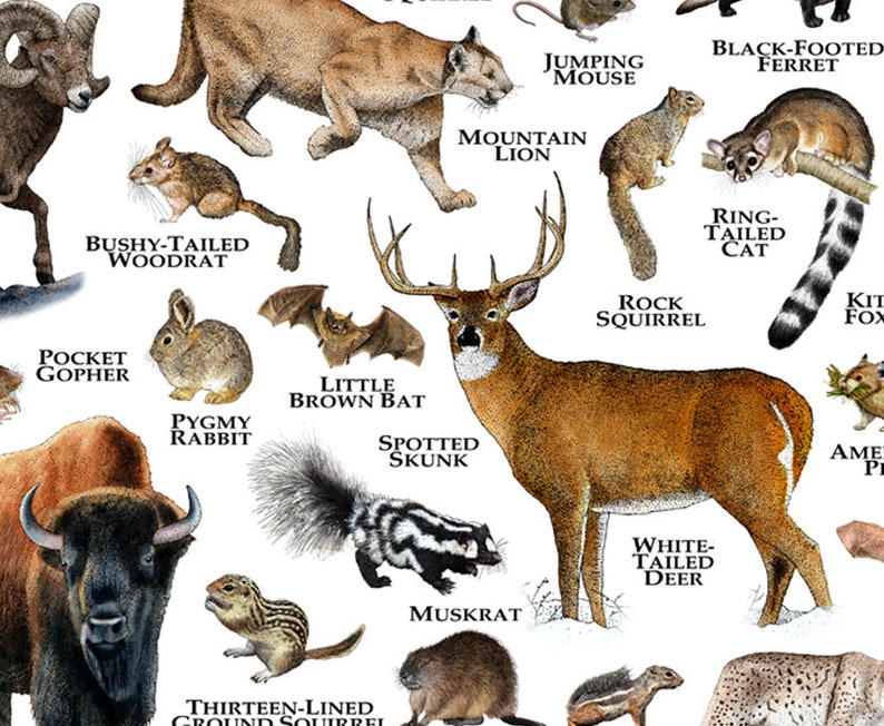 Mammals of Colorado Poster Print / Colorado Mammals Field Etsy