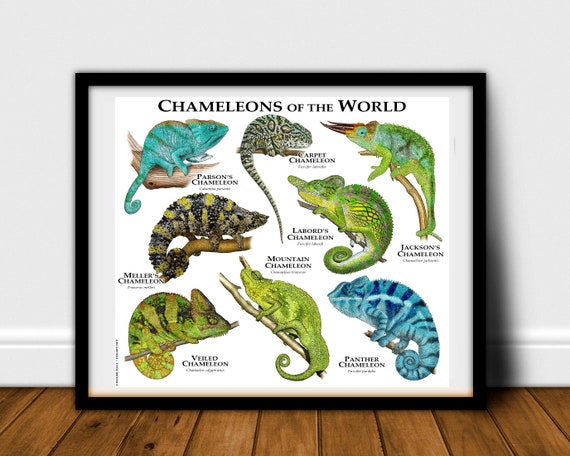 Chamäleons auf der Welt Poster Print