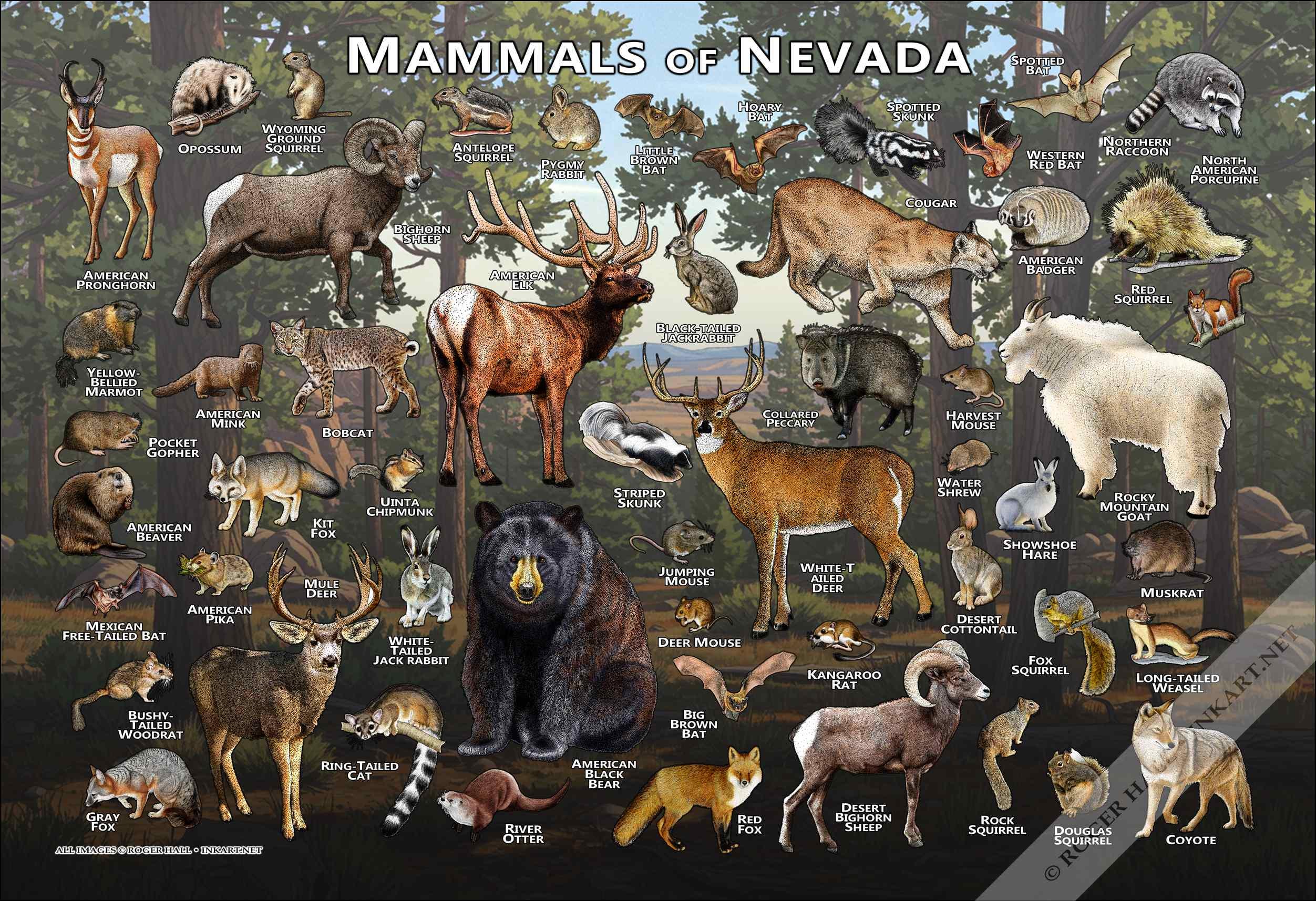 美品　大哺乳類展3 告知ポスター　カラー版 国立科学博物館】哺乳類の秘密を知れる！？大哺乳類展3-わけて