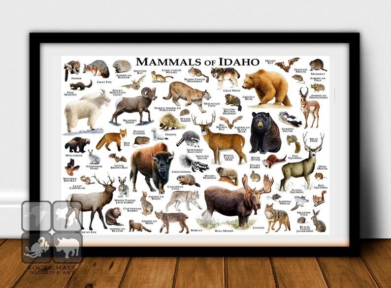 Mammals of Idaho Poster Print / Idaho Mammals Field Guide / Etsy