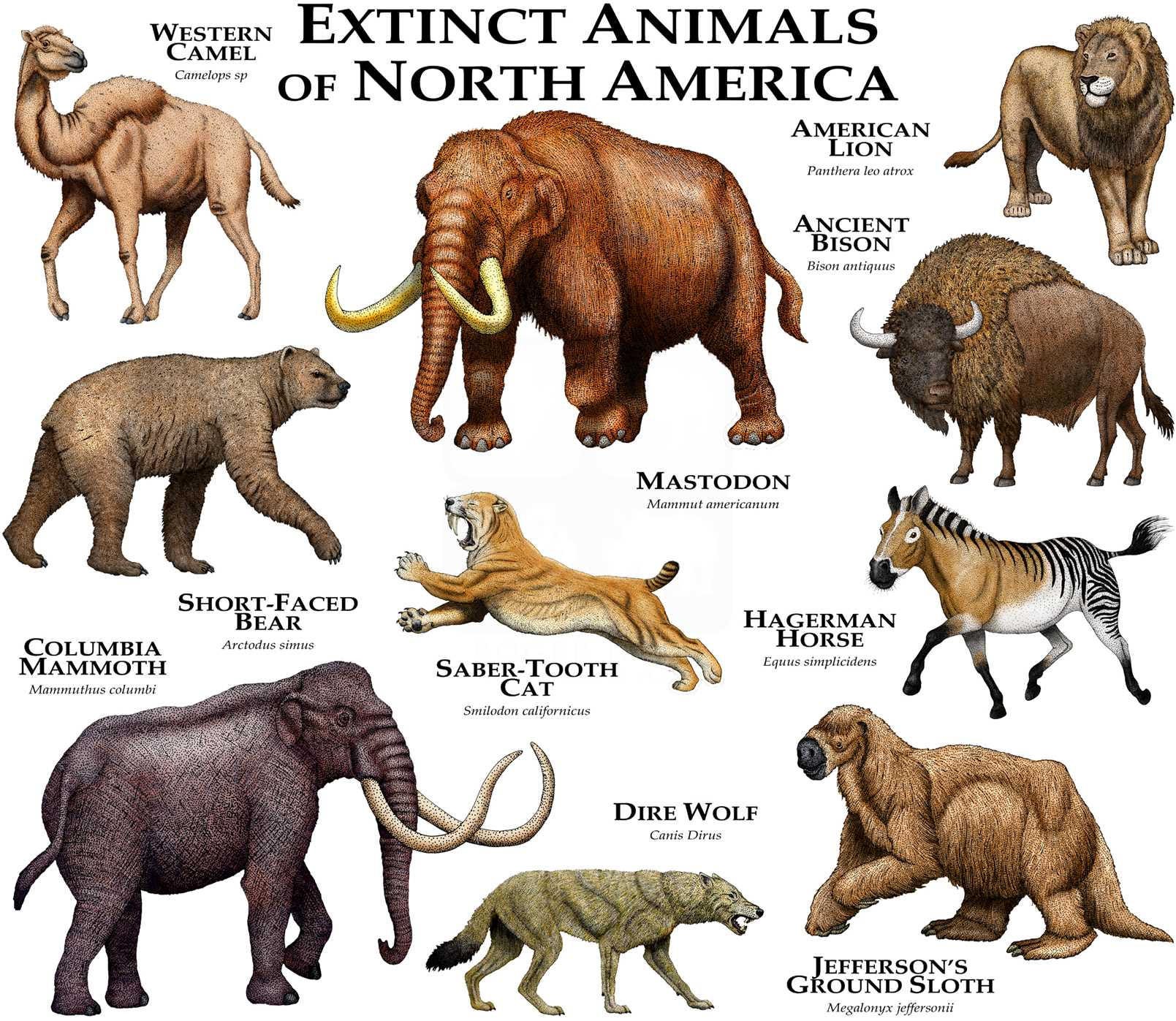 Extinct Mammals of North America Poster Print - Etsy