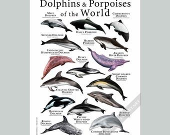 世界のイルカとネズミイルカのポスター - アーティストのサイン入り