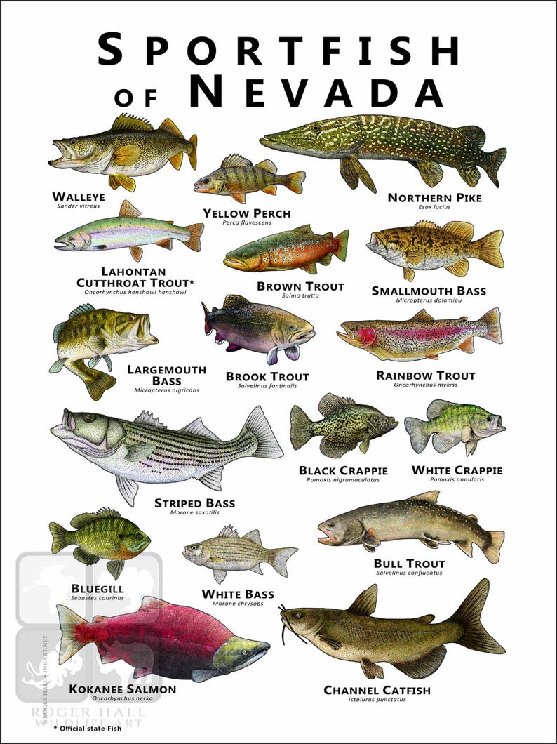 Fish Navaka Freshwater Sportfish of Nevada Poster Print/field Guide - SIGNED BY ...