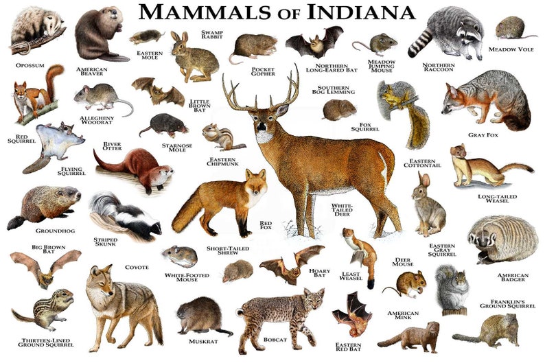 Mammals of Indiana Poster Print / Indiana Mammals Field Guide | Etsy