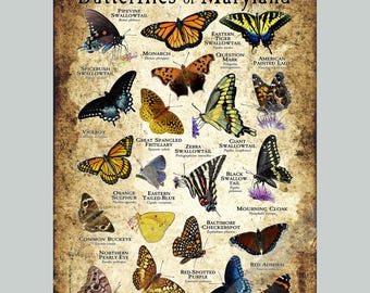 Butterflies of Maryland Poster Print/Field Guide - SIGNED BY ARTIST!
