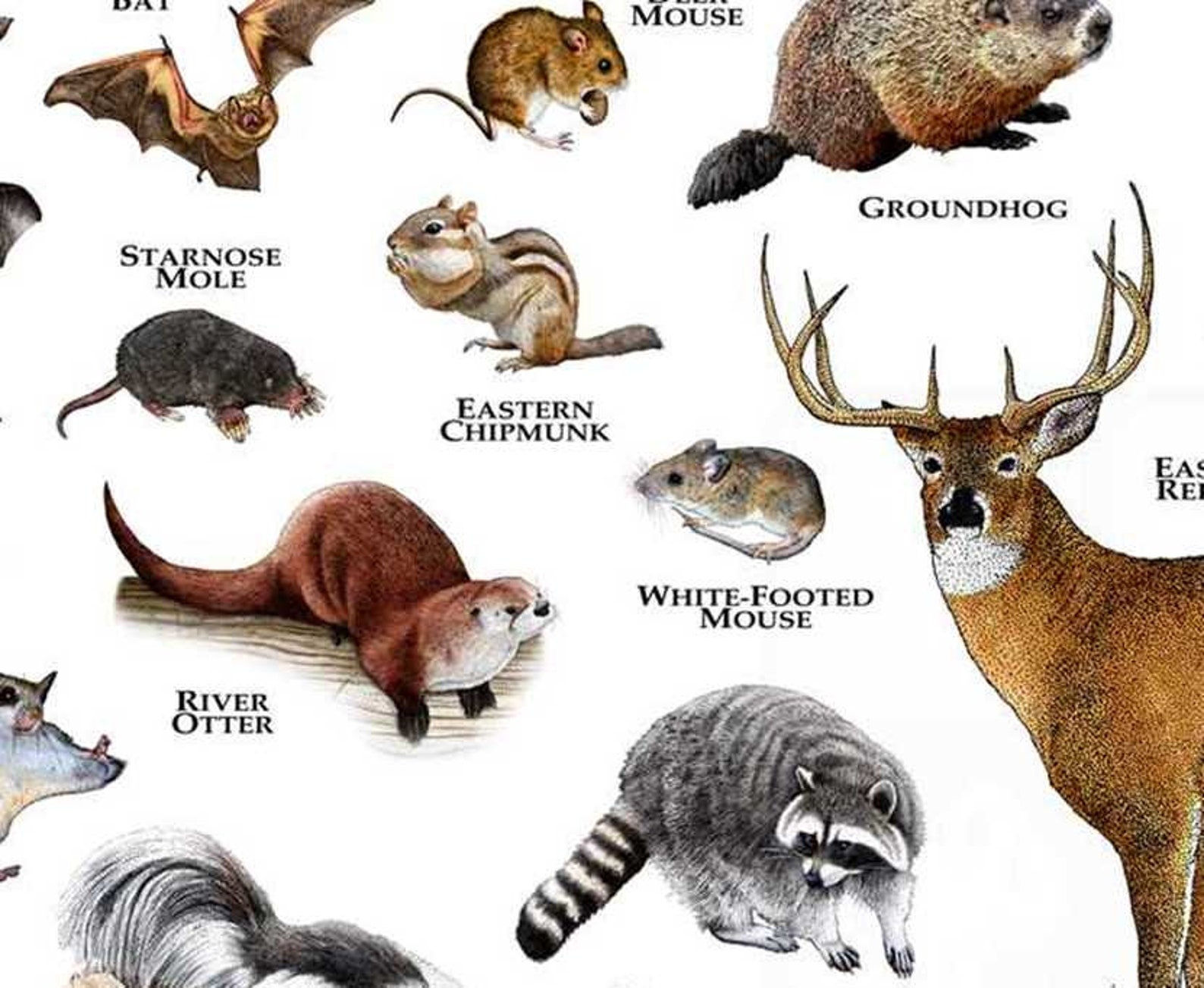 Mammals of Kentucky Poster Print / Kentucky Mammals Field Etsy