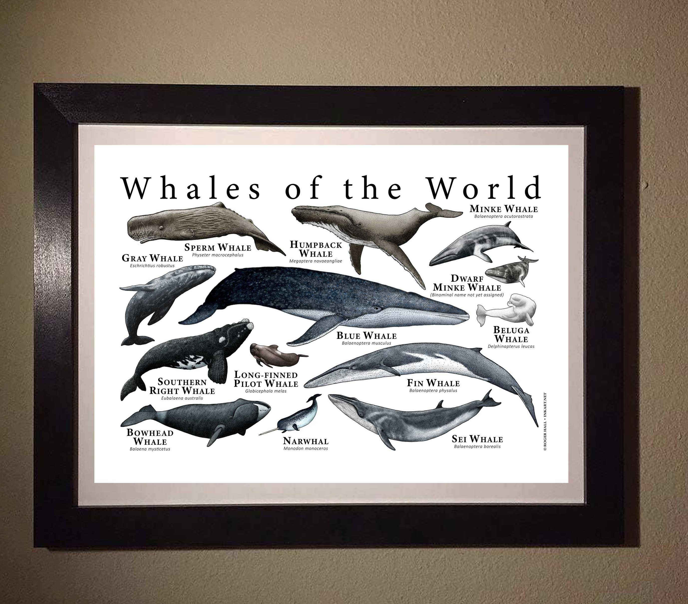 カナダ　Harris Smith Lalkawilas サイン有り立体造形クジラ カナダ Harris Smith Lalkawilas サイン有り立体造形クジラ カナダ