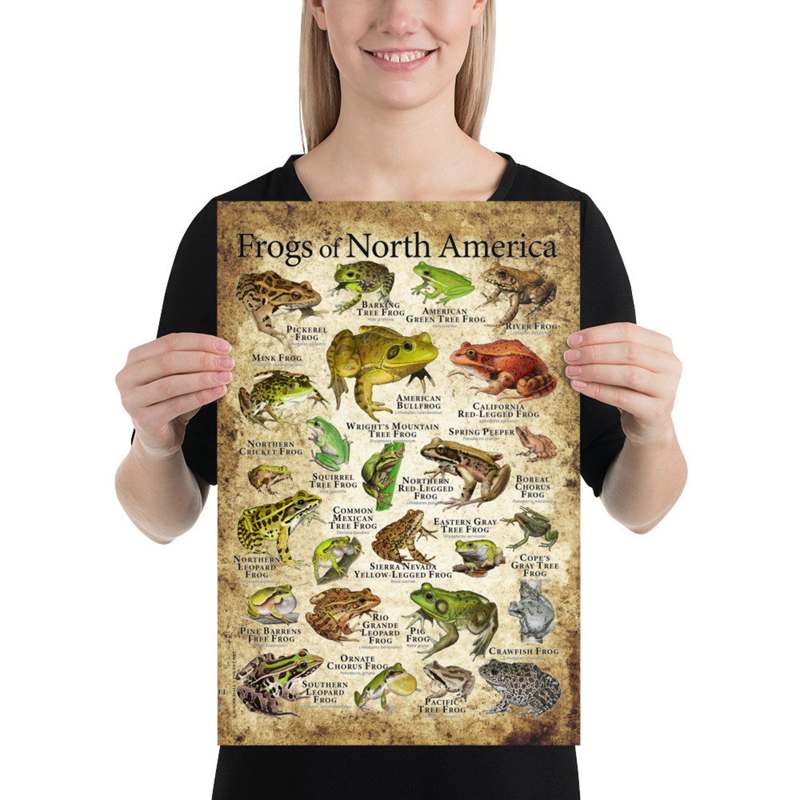 Frogs of North America Poster Print | Etsy