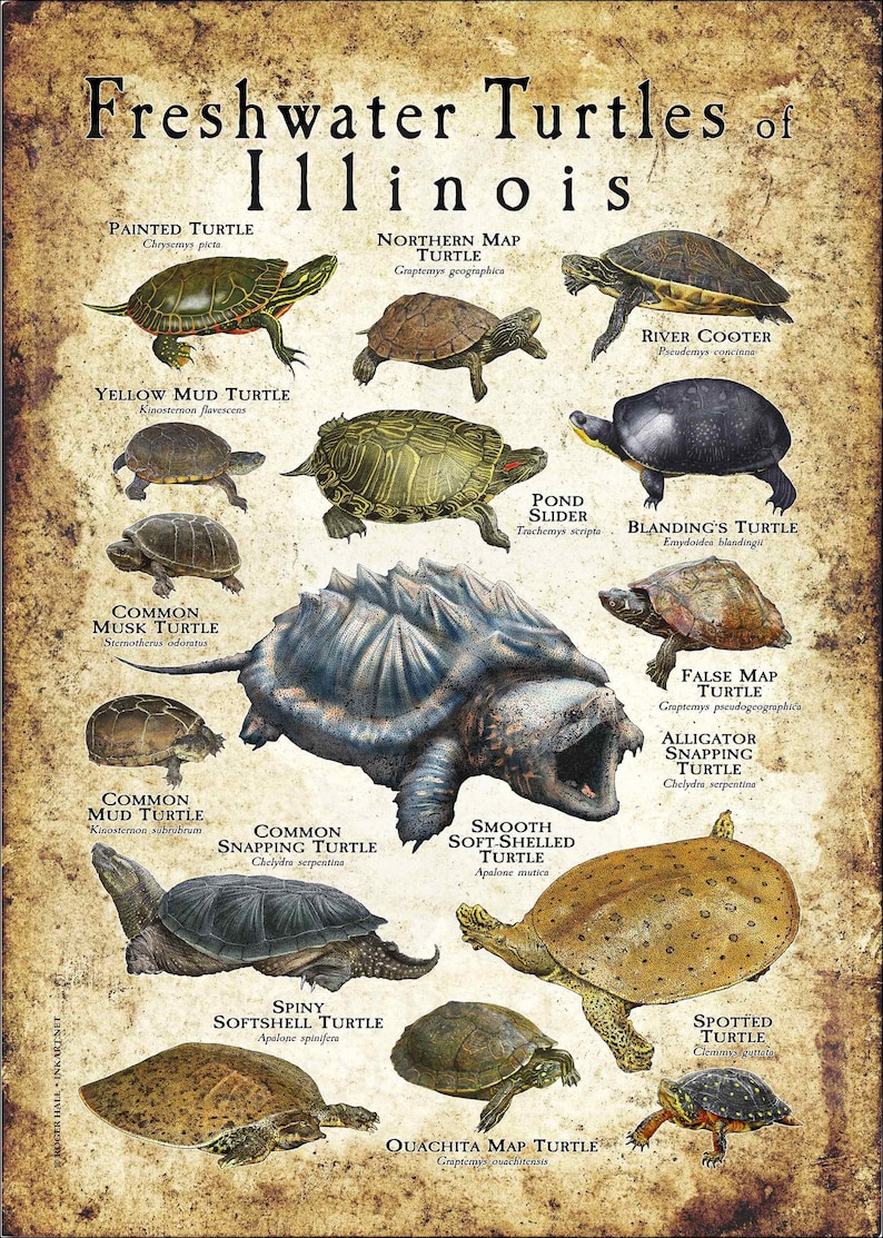 Freshwater Turtles of Illinois Poster Print Field Guide Etsy