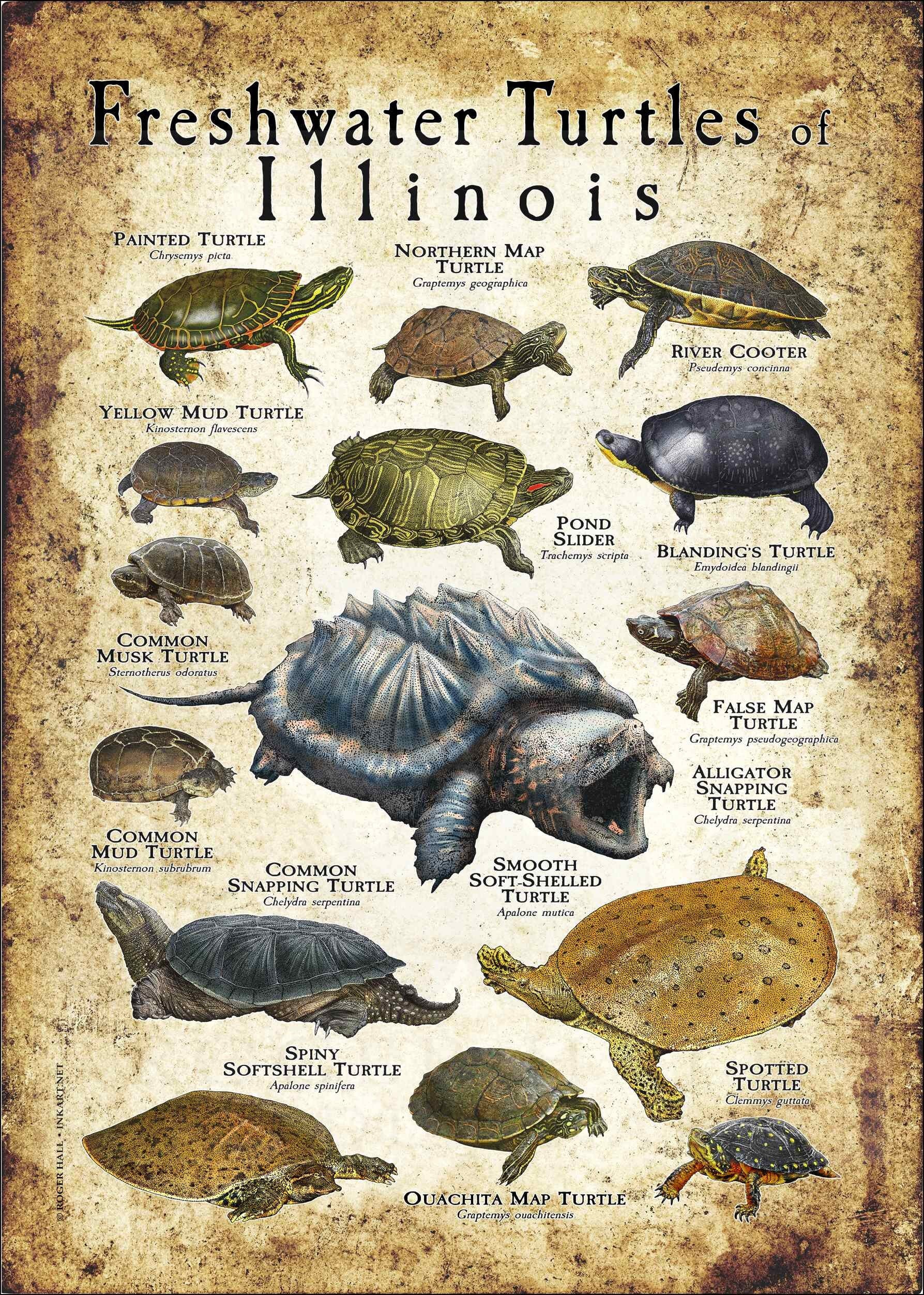 Freshwater Turtles of Illinois Poster Print Field Guide Etsy
