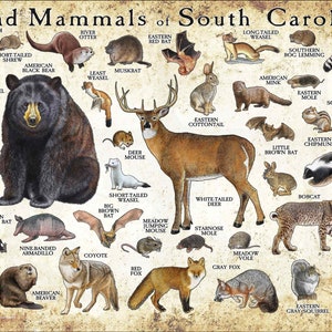 Zoogdieren van South Carolina poster print / South Carolina zoogdieren veldgids / dieren van South Carolina - GESIGNEERD DOOR KUNSTENAAR!