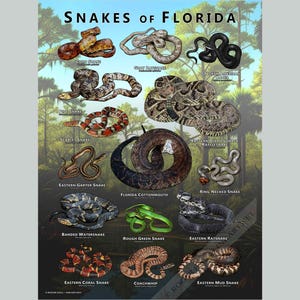 Snakes of Florida-posterafdruk/veldgids - GESIGNEERD DOOR KUNSTENAAR!