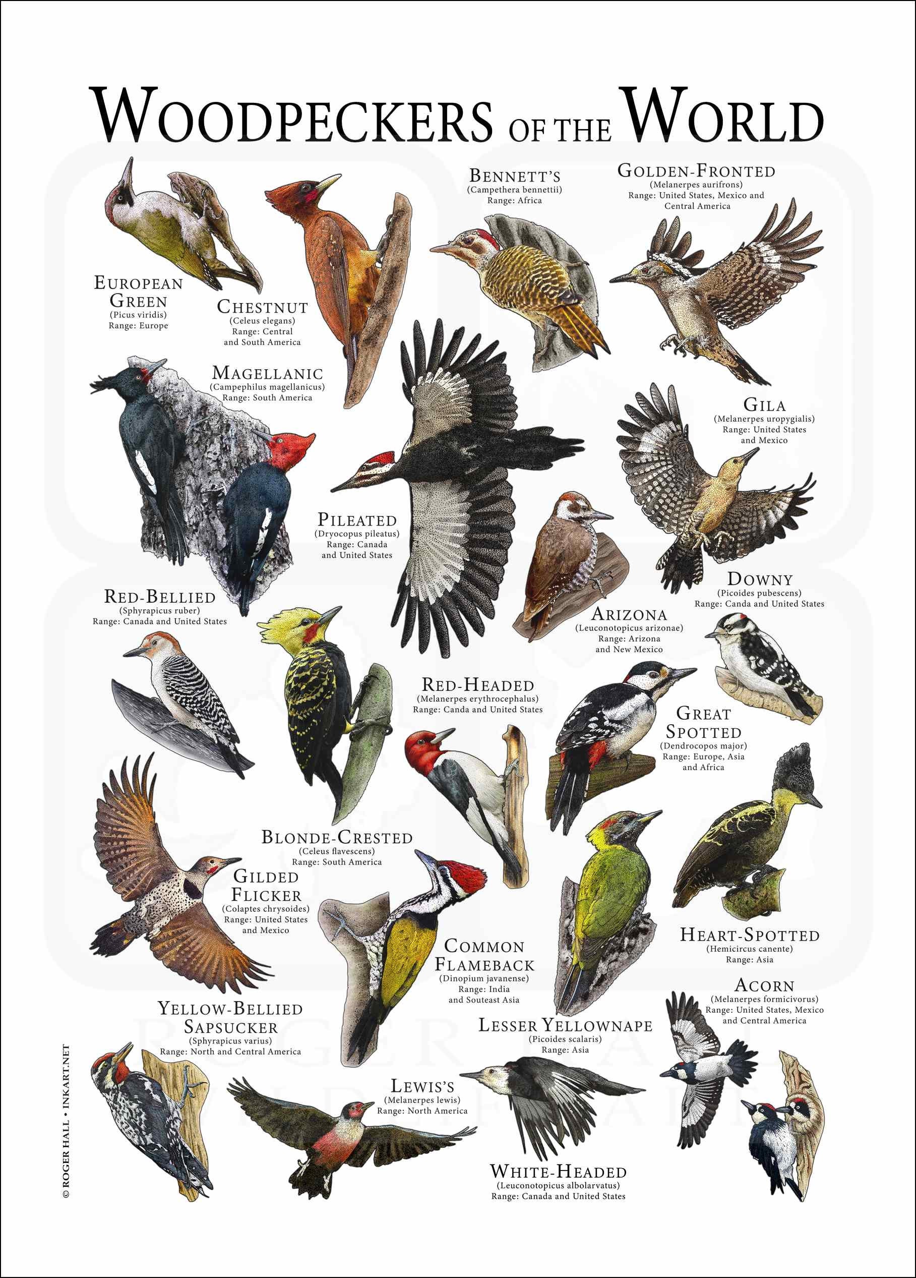Woodpeckers of the World Poster Print - SIGNED BY ARTIST! - Etsy