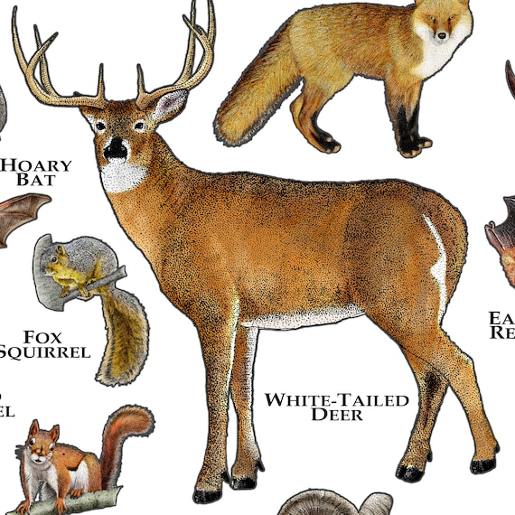 オクラホマ州の哺乳類のポスタープリント：サイン入り野生動物アート
