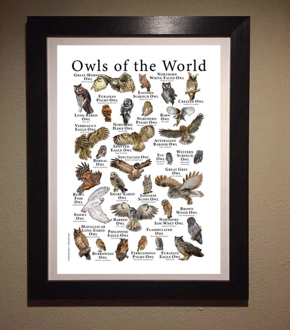 Owls of the World Poster Print - SIGNED BY ARTIST! - Etsy Canada