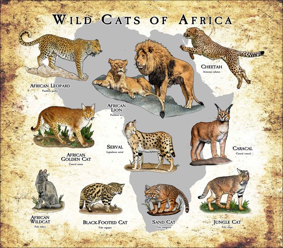 Felis aurata 2025