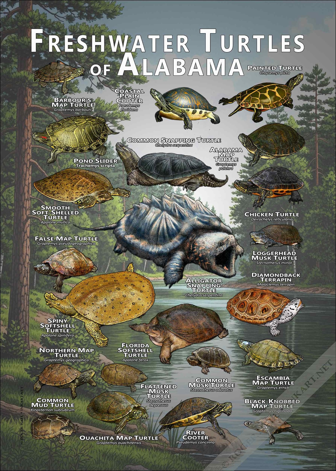 Freshwater Turtles of Alabama Poster Print/field Guide - SIGNED BY ...