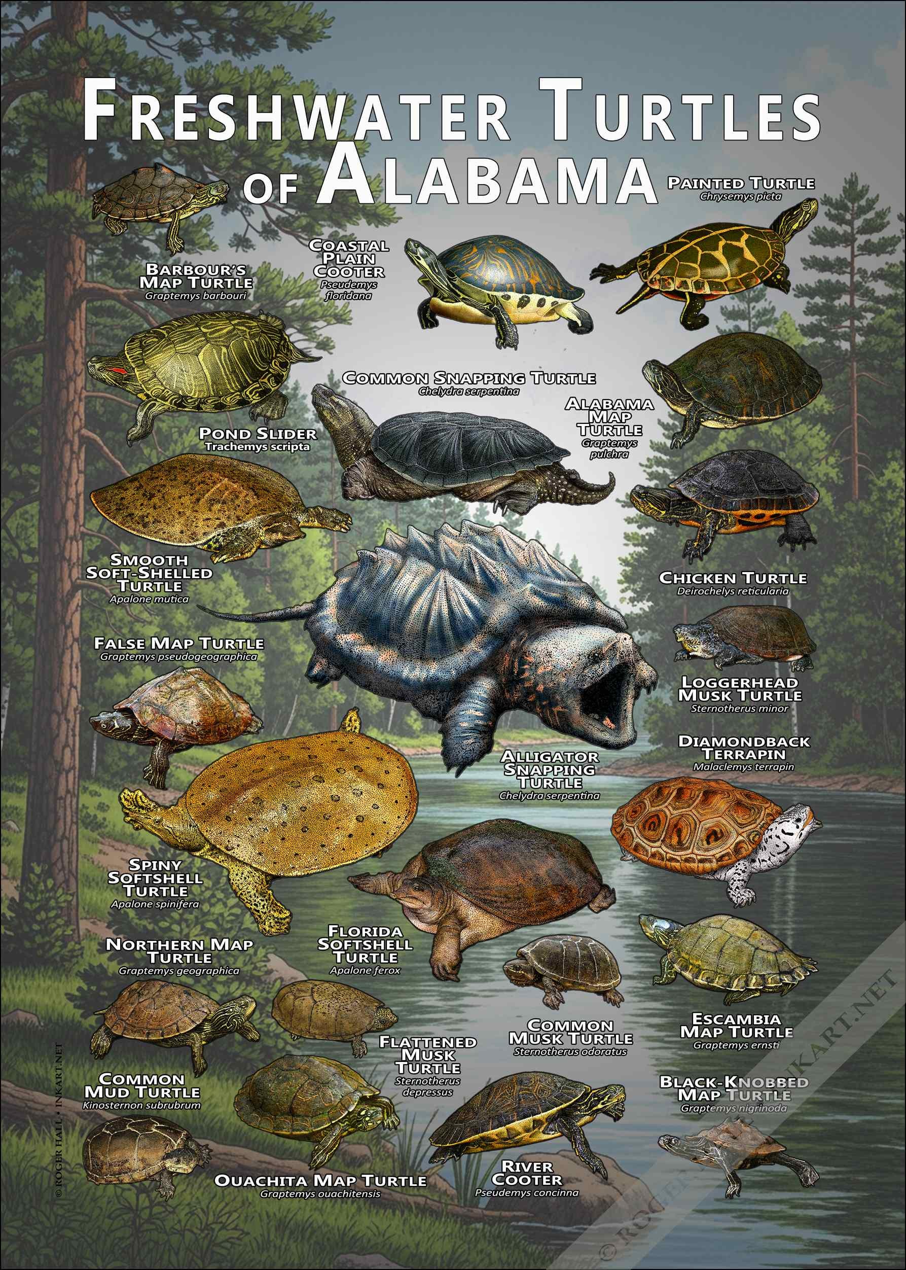 Freshwater Turtles of Alabama Poster Print/field Guide - SIGNED BY ...
