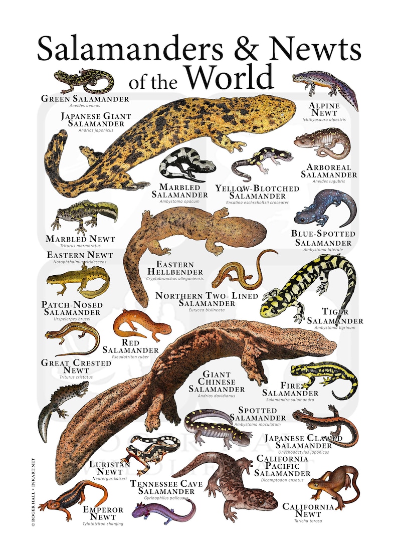 Salamanders And Newts Of The World Poster Print Etsy Salamanders And Newts Of The World Poster Print Etsy