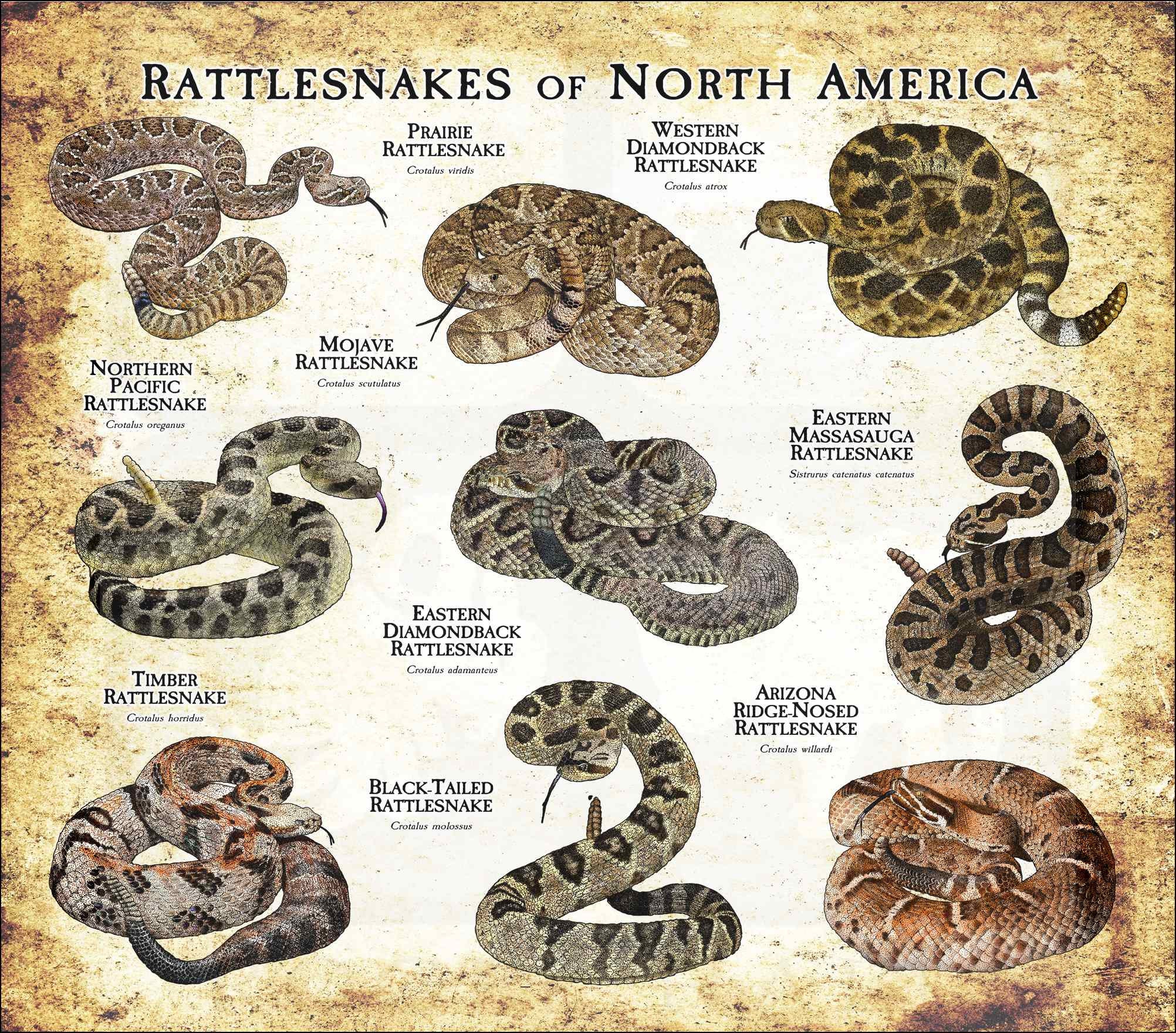 northern pacific rattlesnake