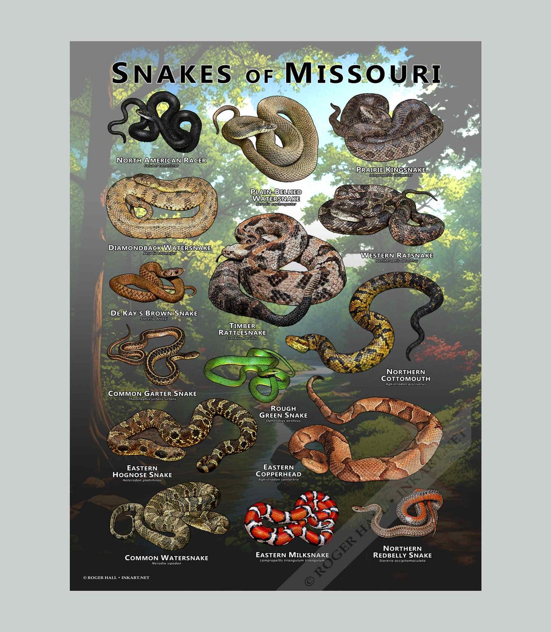 Snakes of Missouri Poster Print/field Guide - SIGNED BY ARTIST