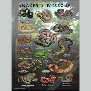 Snakes of Missouri Poster Druck/Field Guide - SIGNIERT VOM KÜNSTLER