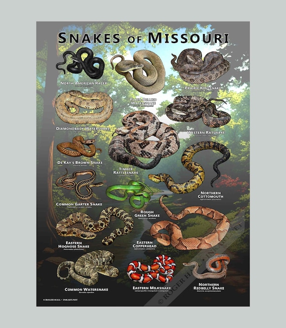 Snakes of Missouri Poster Print/field Guide - SIGNED BY ARTIST - Etsy