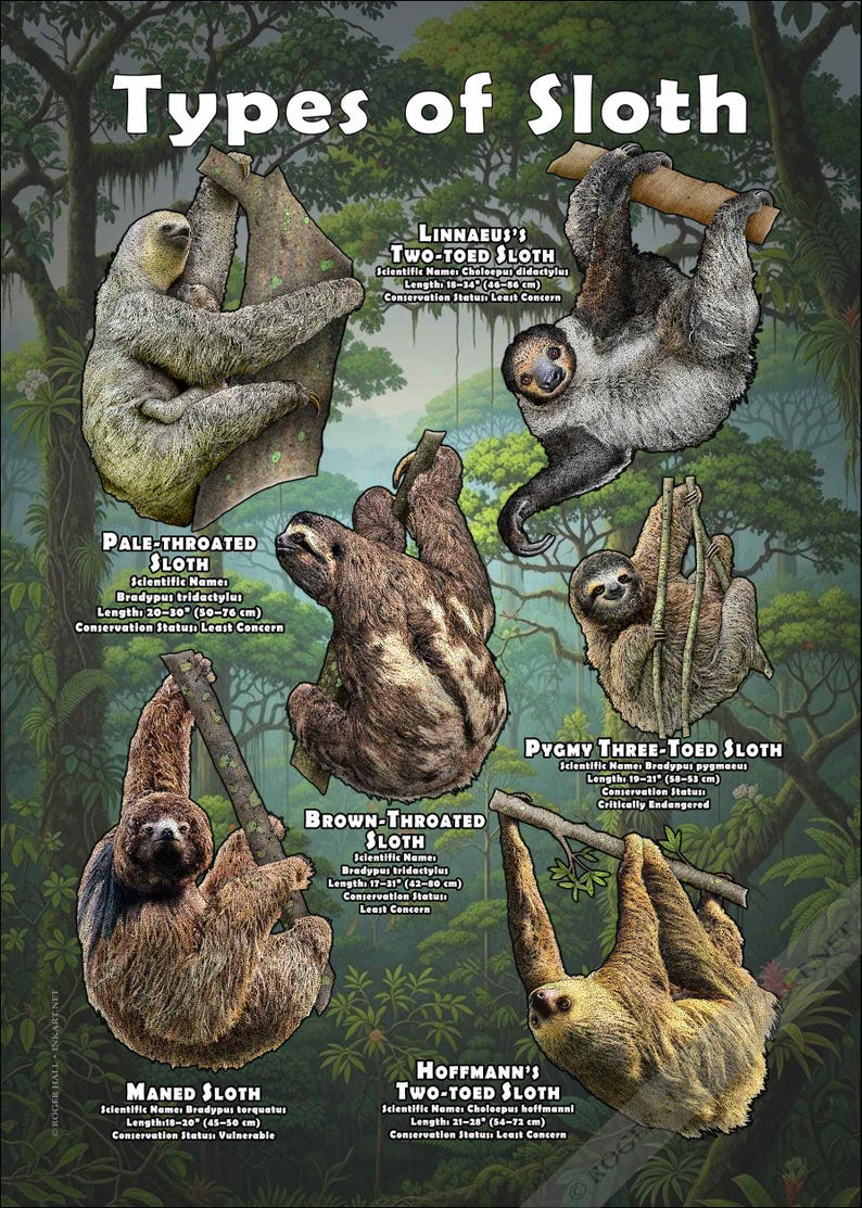 Types of Sloth / Field Guide - SIGNED BY ARTIST! - Etsy