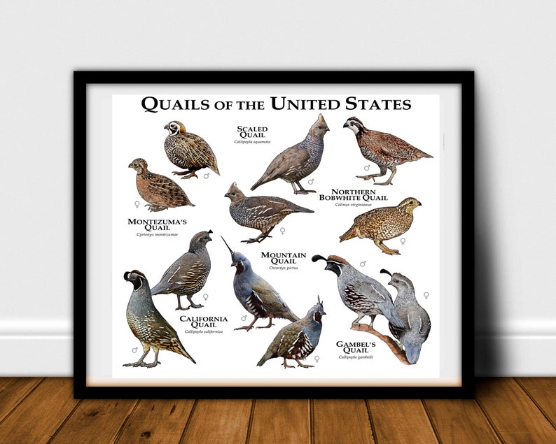 Quaglia degli Stati Uniti Poster Print/Field Guide immagine 3