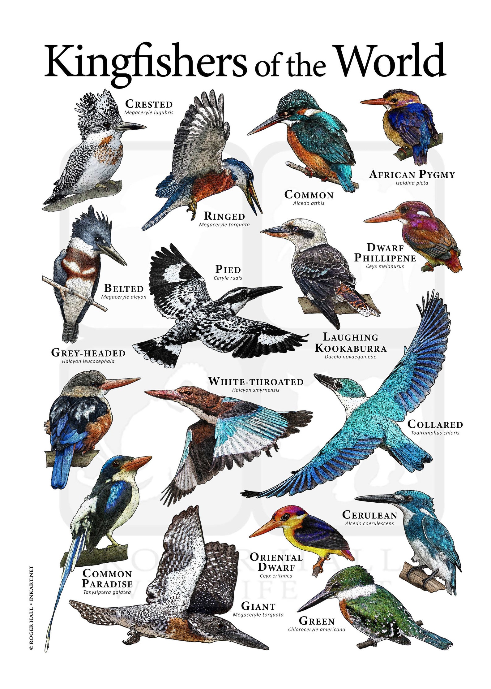 Kingfishers of the World Poster Etsy