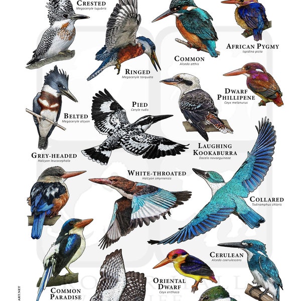 Kingfishers of the World Poster - SIGNIERT VOM KÜNSTLER!