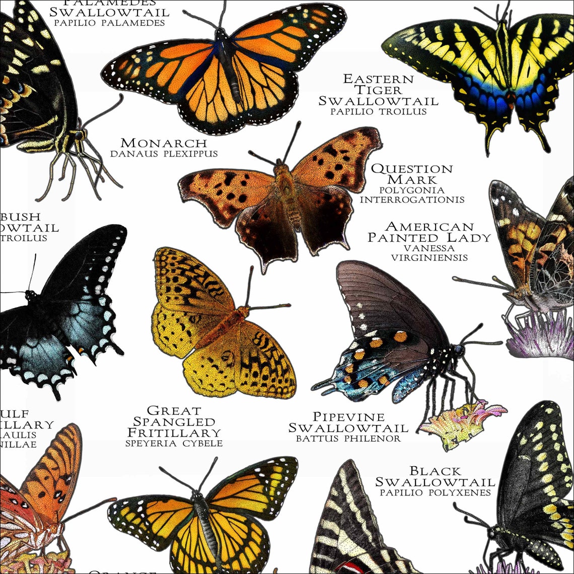 Butterflies of North Carolina Poster Print Field Guide Etsy