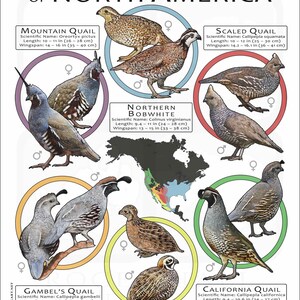 Quail Species of North America - Etsy