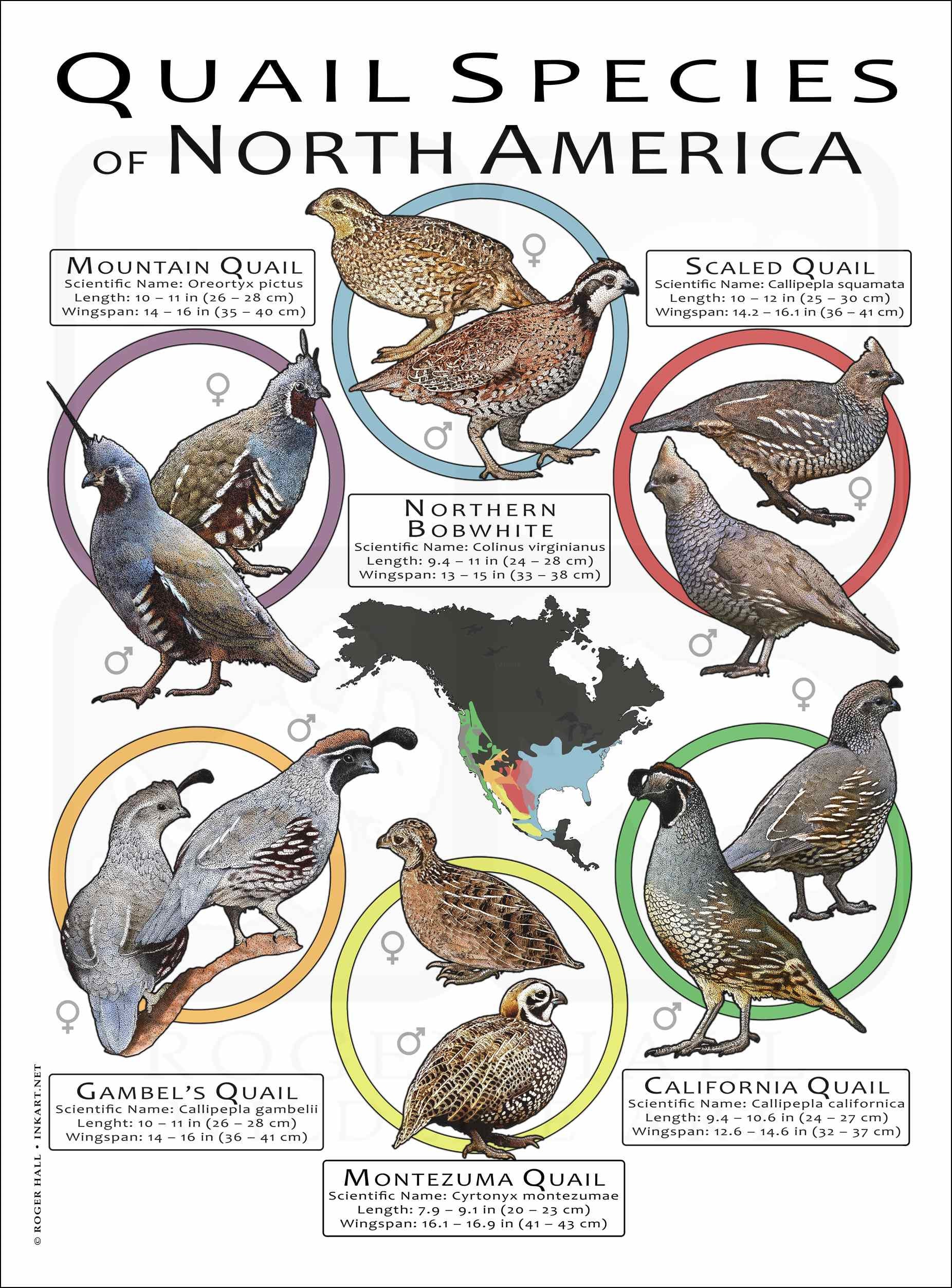 Quail Species of North America Poster Print/field Guide - SIGNED BY ...
