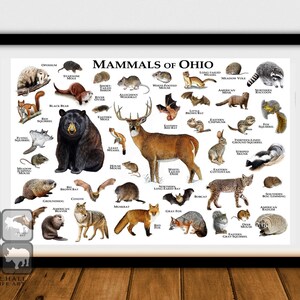 Mammals of Ohio Poster Print / Ohio Mammals Field Guide / | Etsy