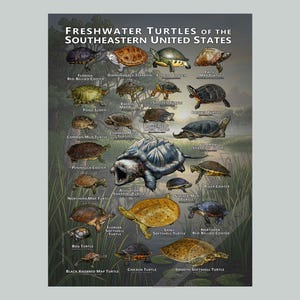 Süßwasser-Schildkröten des Südostens der USA Kunstdruck / Field Guide Poster